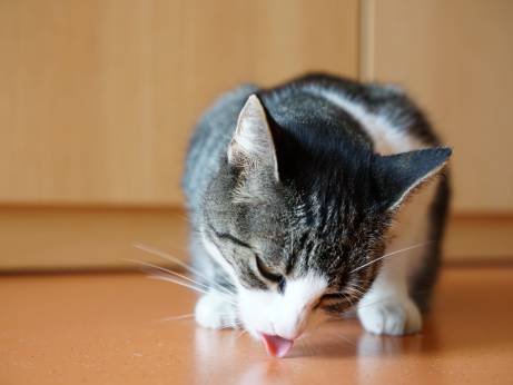 Unsere Hospizkatze „Pepper“ erfreut seit vielen Jahren unsere Gäste. Auch Ihre Haustiere sind uns nach Absprache willkommen.
